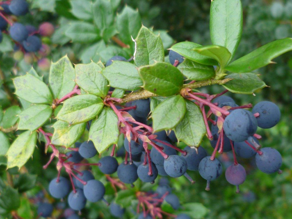 50 seeds Berberis darwinii "Darwin´s barberry" evergren shrub and edible fr 